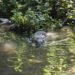 Nutria de río norteamericana en su hábitat natural junto a un curso de agua dulce.