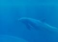 Delfín blanco nadando en aguas costeras del mar de China Meridional.