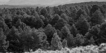 Paisaje de bosque andino donde habita el huemul, ciervo amenazado que los parques nacionales intentan salvar en América Latin