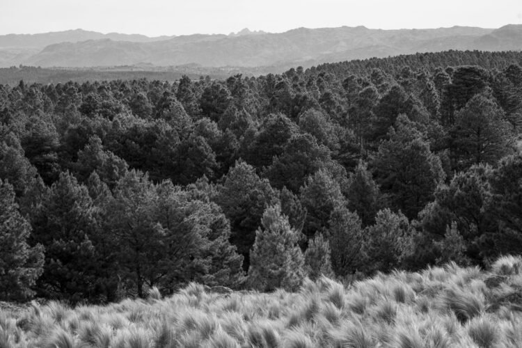 Paisaje de bosque andino donde habita el huemul, ciervo amenazado que los parques nacionales intentan salvar en América Latin