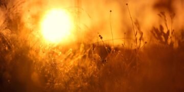 Pastizal natural bajo cielo abierto, ecosistema clave en la lucha contra la desertificación discutida en la COP17.