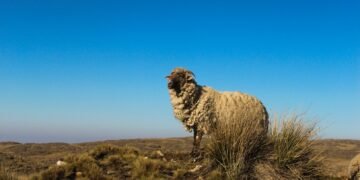Pastor con rebaño en pastizal árido de Mongolia, región afectada por desertificación.
