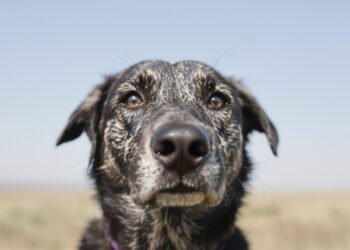 Perro mirando atentamente el rostro de una persona, demostrando su capacidad de reconocer emociones humanas.