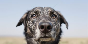 Perro mirando atentamente el rostro de una persona, demostrando su capacidad de reconocer emociones humanas.