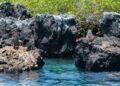 Pingüino de Galápagos junto a costa rocosa del archipiélago ecuatoriano.