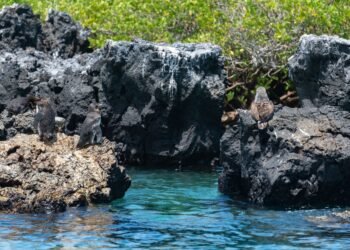 Pingüino de Galápagos junto a costa rocosa del archipiélago ecuatoriano.