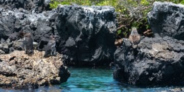 Pingüino de Galápagos junto a costa rocosa del archipiélago ecuatoriano.
