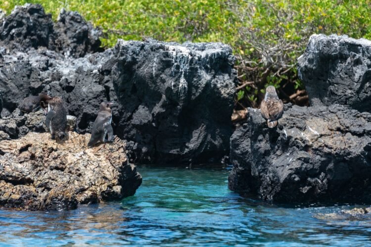 Pingüino de Galápagos junto a costa rocosa del archipiélago ecuatoriano.