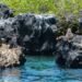 Pingüino de Galápagos junto a costa rocosa del archipiélago ecuatoriano.