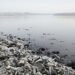 Río Danubio con nivel de agua bajo debido a sequía en Europa del Este.