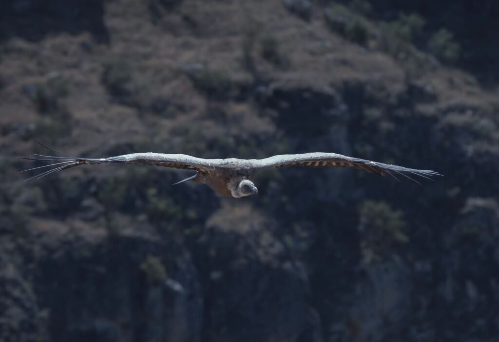 Polluelo de quebrantahuesos en su nido de montaña, especie emblemática de la fauna ibérica.