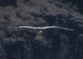 Polluelo de quebrantahuesos en su nido de montaña, especie emblemática de la fauna ibérica.