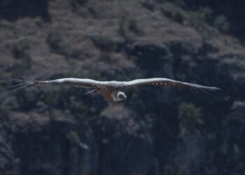 Polluelo de quebrantahuesos en su nido de montaña, especie emblemática de la fauna ibérica.