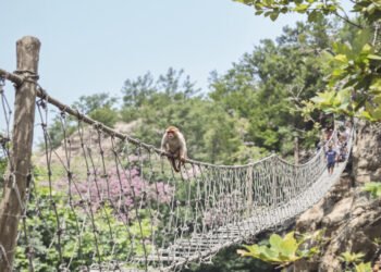 Mono cruzando un puente colgante entre árboles en la selva amazónica de Brasil.