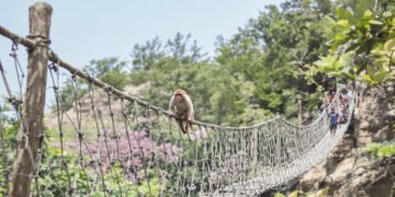 Mono cruzando un puente colgante entre árboles en la selva amazónica de Brasil.
