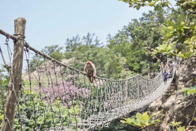 Mono cruzando un puente colgante entre árboles en la selva amazónica de Brasil.