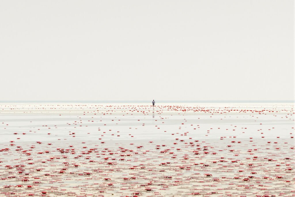 Migración masiva de cangrejos rojos en isla Christmas, Australia, camino a la costa durante la temporada de reproducción.