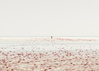 Migración masiva de cangrejos rojos en isla Christmas, Australia, camino a la costa durante la temporada de reproducción.