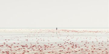 Migración masiva de cangrejos rojos en isla Christmas, Australia, camino a la costa durante la temporada de reproducción.