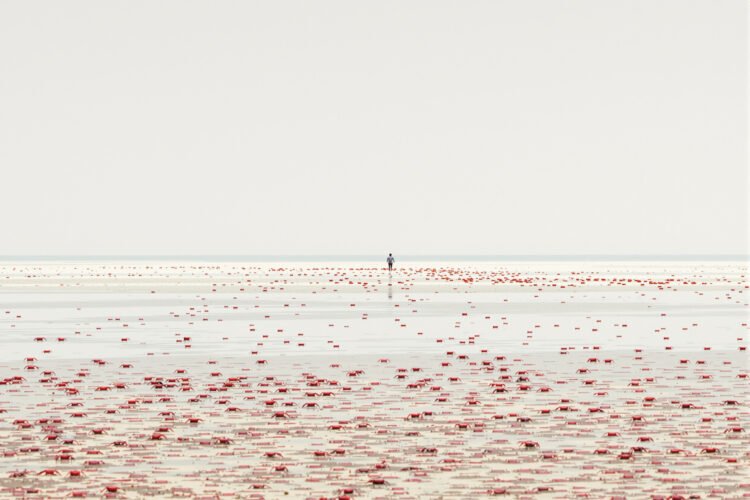 Migración masiva de cangrejos rojos en isla Christmas, Australia, camino a la costa durante la temporada de reproducción.
