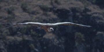 Quebrantahuesos adulto en vuelo sobre un paisaje montañoso rocoso, representando el retorno de la especie a Albacete.