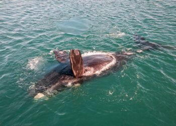Ballena sei emergiendo en aguas del Atlántico Sur argentino, Patagonia.