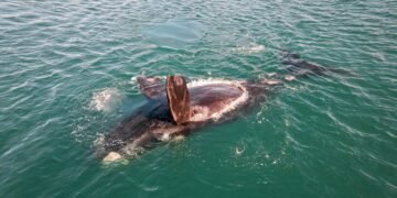 Ballena sei emergiendo en aguas del Atlántico Sur argentino, Patagonia.