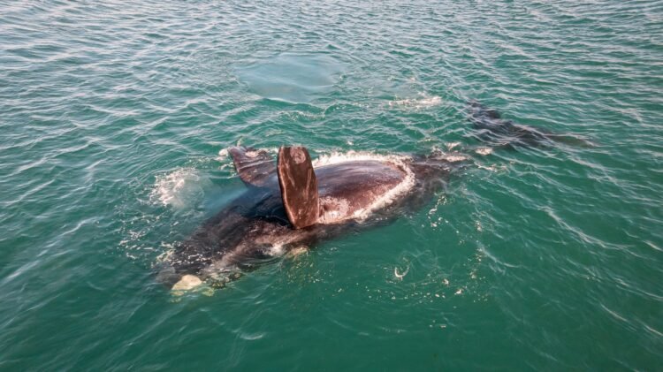 Ballena sei emergiendo en aguas del Atlántico Sur argentino, Patagonia.
