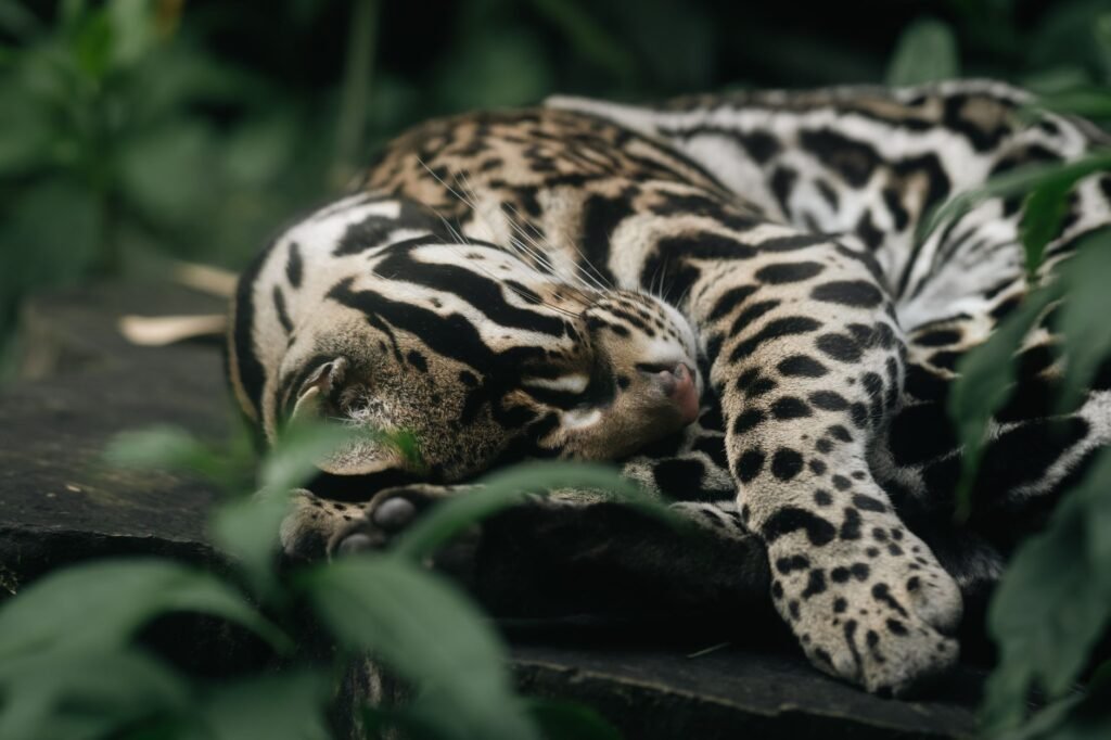 Ocelote en selva tropical de Costa Rica, especie que alcanzó récord de longevidad en Tortuguero.