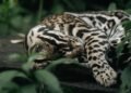 Ocelote en selva tropical de Costa Rica, especie que alcanzó récord de longevidad en Tortuguero.