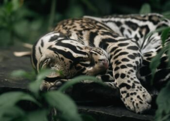 Ocelote en selva tropical de Costa Rica, especie que alcanzó récord de longevidad en Tortuguero.