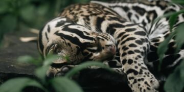Ocelote en selva tropical de Costa Rica, especie que alcanzó récord de longevidad en Tortuguero.