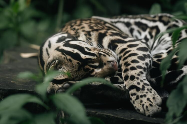 Ocelote en selva tropical de Costa Rica, especie que alcanzó récord de longevidad en Tortuguero.