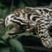 Ocelote en selva tropical de Costa Rica, especie que alcanzó récord de longevidad en Tortuguero.