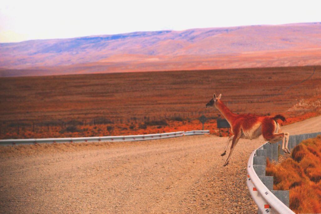 Guanacos en el paisaje patagónico de Santa Cruz, Argentina.