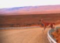 Guanacos en el paisaje patagónico de Santa Cruz, Argentina.