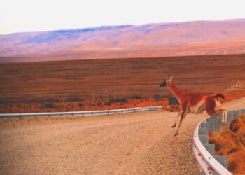Guanacos en el paisaje patagónico de Santa Cruz, Argentina.