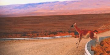 Guanacos en el paisaje patagónico de Santa Cruz, Argentina.