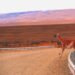 Guanacos en el paisaje patagónico de Santa Cruz, Argentina.