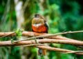 Pájaro de plumaje rojo brillante posado en una rama de bosque nativo, especie endémica de las islas Galápagos.