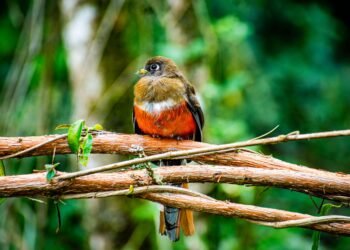Pájaro de plumaje rojo brillante posado en una rama de bosque nativo, especie endémica de las islas Galápagos.