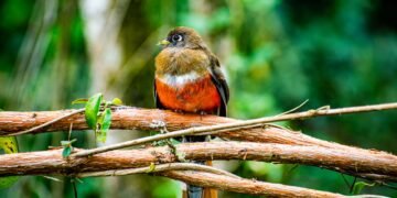 Pájaro de plumaje rojo brillante posado en una rama de bosque nativo, especie endémica de las islas Galápagos.