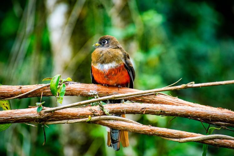 Pájaro de plumaje rojo brillante posado en una rama de bosque nativo, especie endémica de las islas Galápagos.
