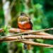 Pájaro de plumaje rojo brillante posado en una rama de bosque nativo, especie endémica de las islas Galápagos.