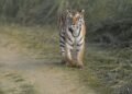 Tigre de Bengala caminando por pastizales, especie en recuperación en los parques nacionales de Nepal.