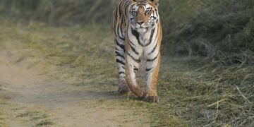 Tigre de Bengala caminando por pastizales, especie en recuperación en los parques nacionales de Nepal.