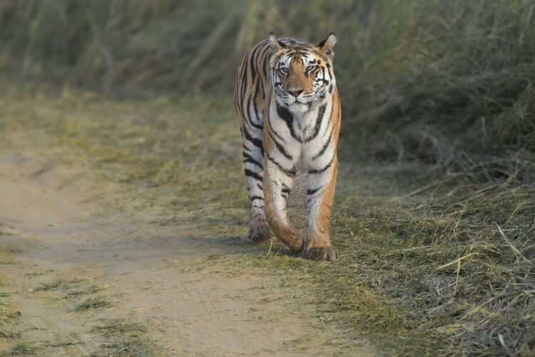 Tigre de Bengala caminando por pastizales, especie en recuperación en los parques nacionales de Nepal.