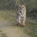 Tigre de Bengala caminando por pastizales, especie en recuperación en los parques nacionales de Nepal.