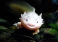 Ajolote mexicano nadando en agua dulce, especie en peligro crítico de extinción.