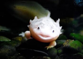 Ajolote mexicano nadando en agua dulce, especie en peligro crítico de extinción.